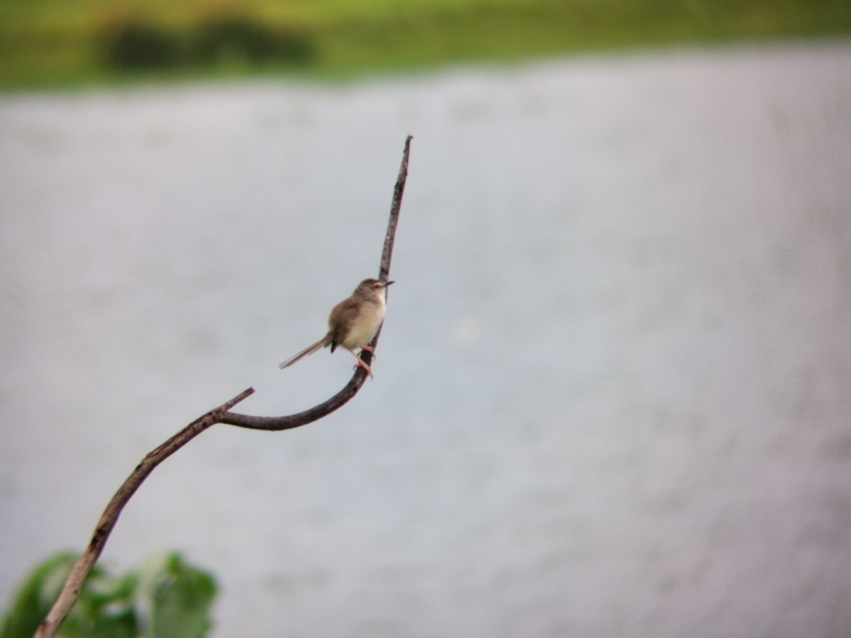 Plain Prinia - ML620883374