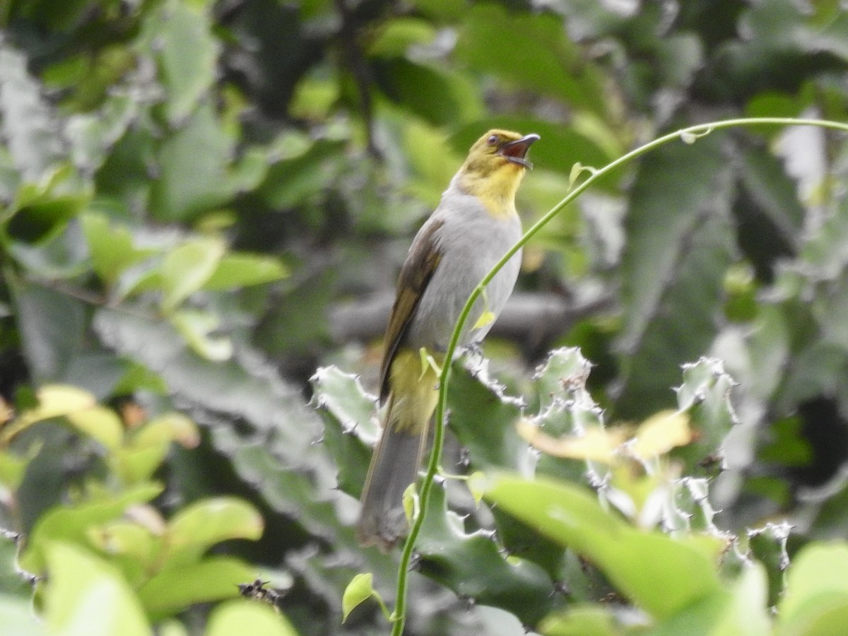 Bulbul à menton jaune - ML620883376