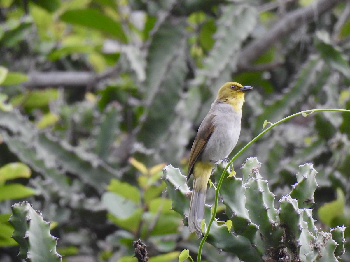 Bulbul à menton jaune - ML620883377