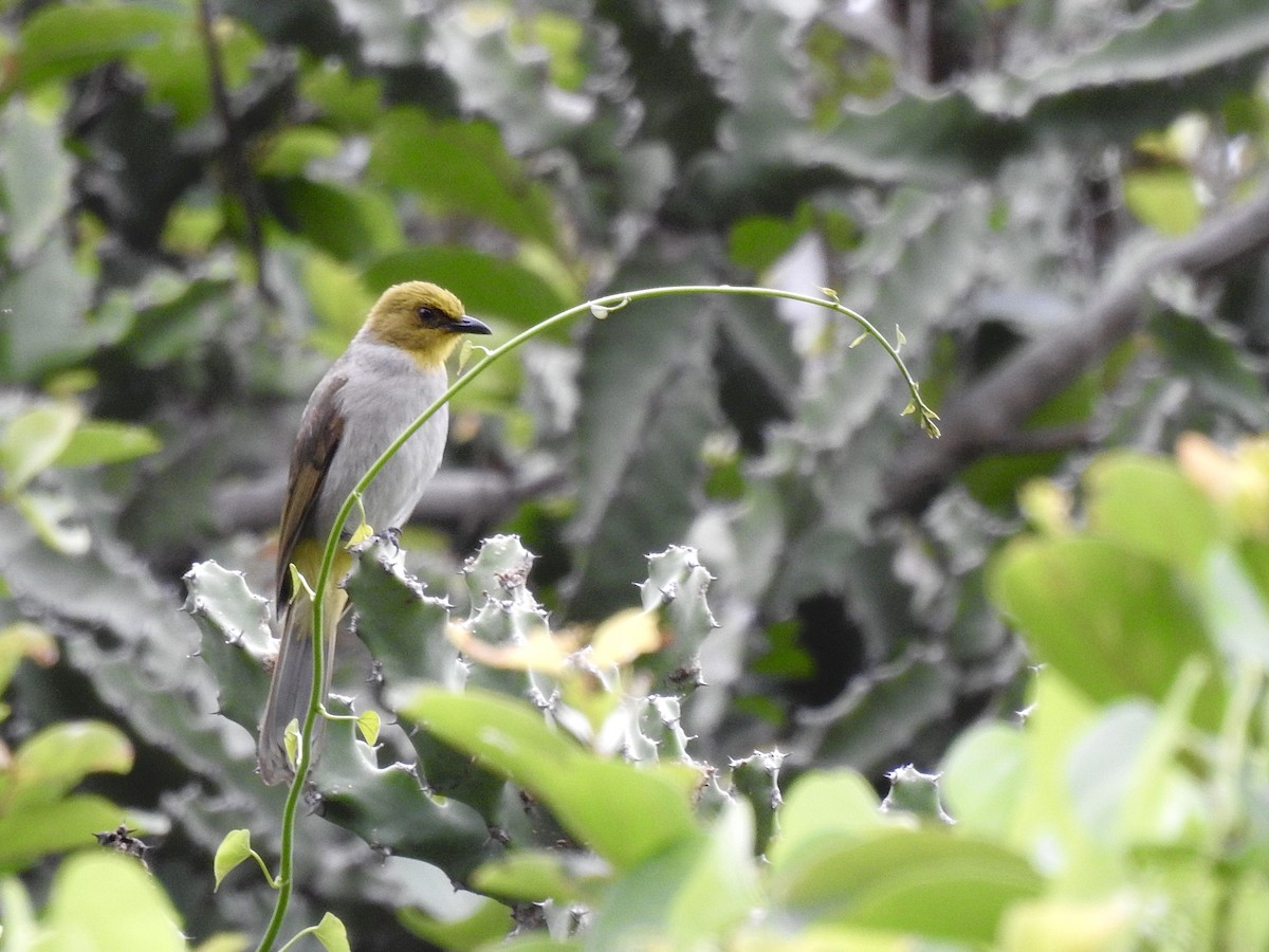 Yellow-throated Bulbul - ML620883378