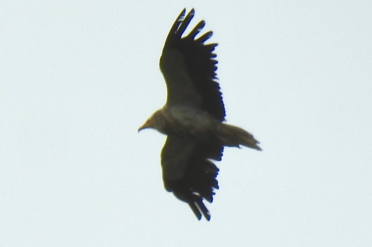 Egyptian Vulture - ML620883379