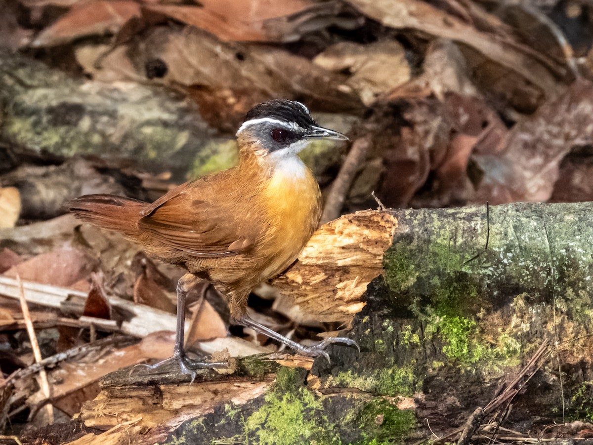 Bornean Black-capped Babbler - ML620883384