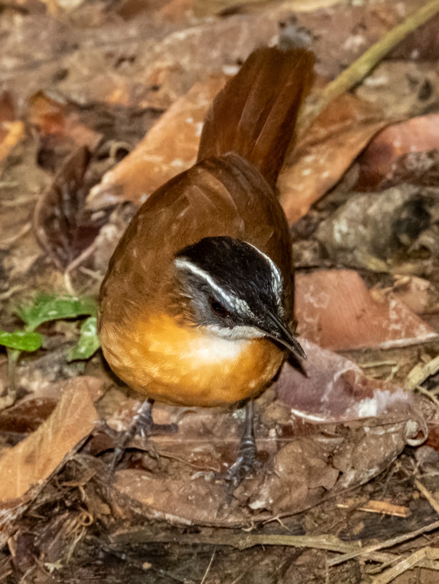 Bornean Black-capped Babbler - ML620883387