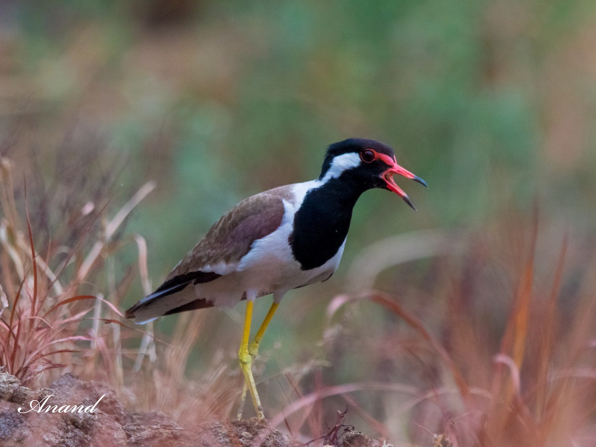 Red-wattled Lapwing - ML620883388