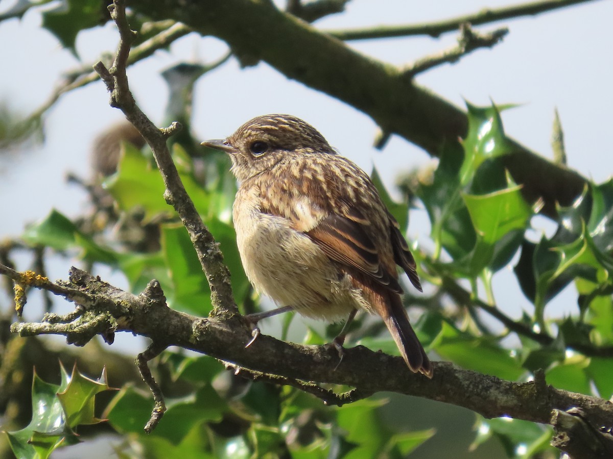 European Stonechat - Robert gilbert