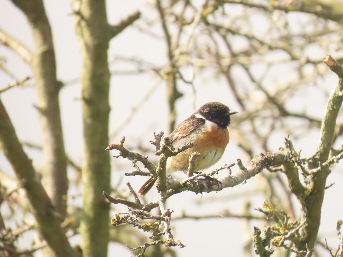 European Stonechat - ML620883407