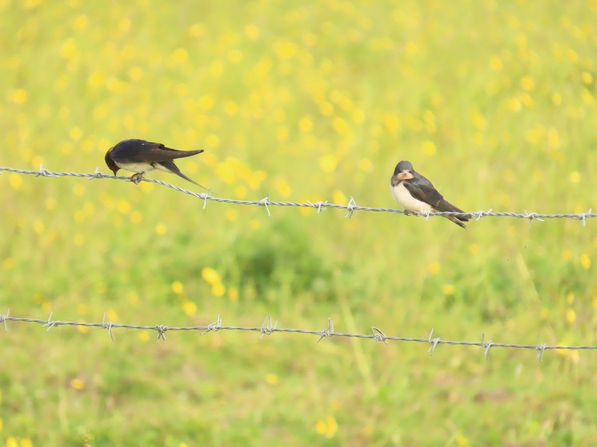 Barn Swallow - ML620883421