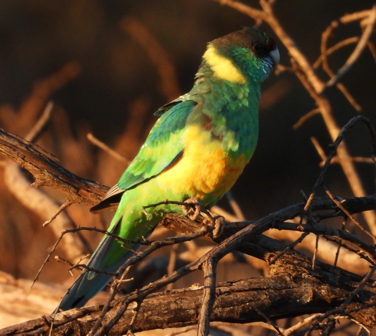 Australian Ringneck - ML620883423