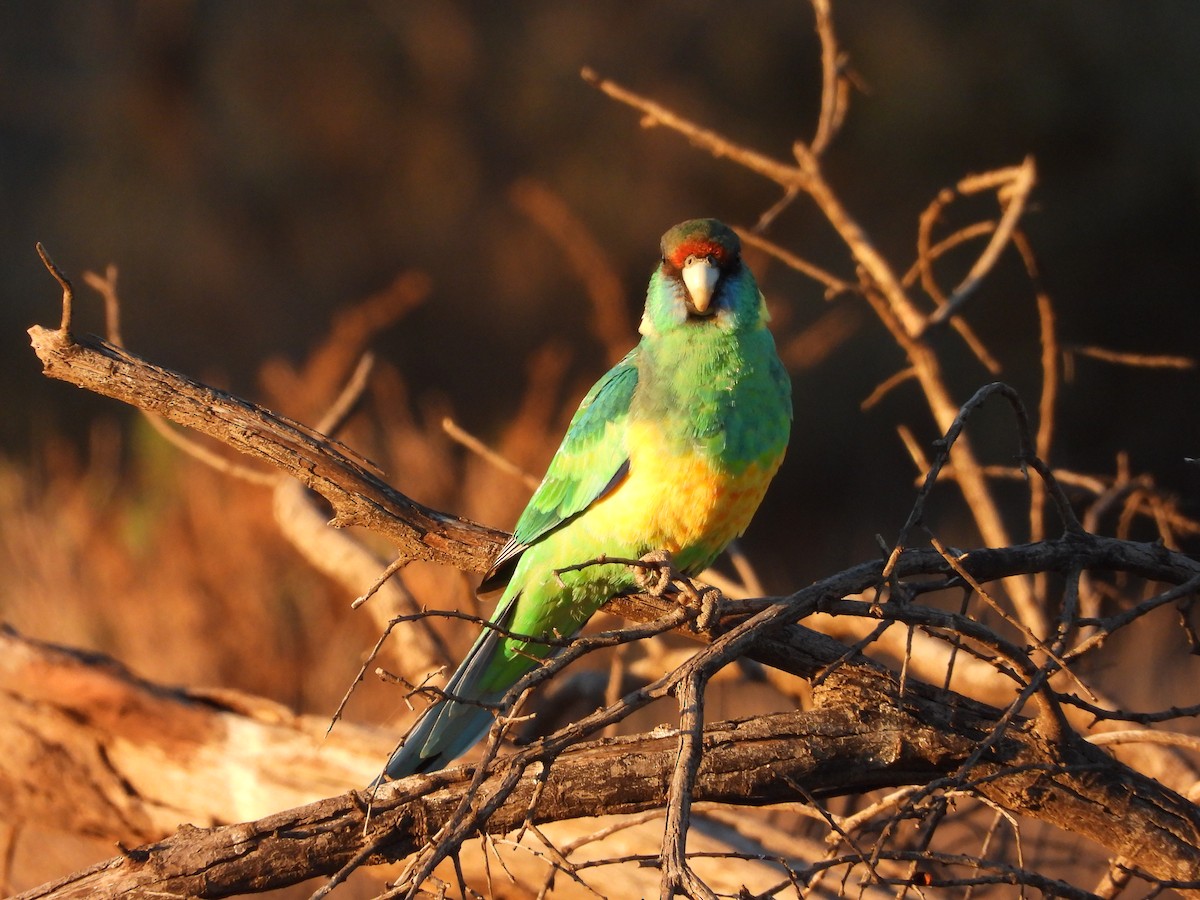 Perico de Port Lincoln - ML620883426