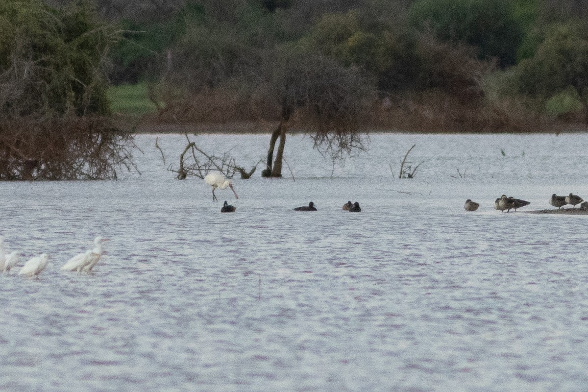 Southern Pochard - ML620883427