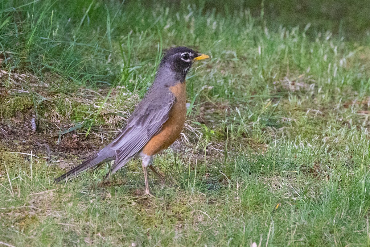 American Robin - ML620883432