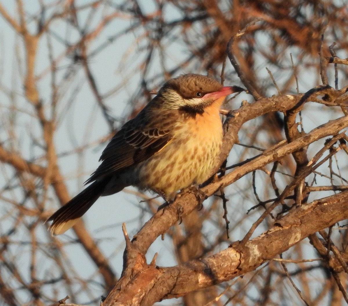 Spiny-cheeked Honeyeater - ML620883433