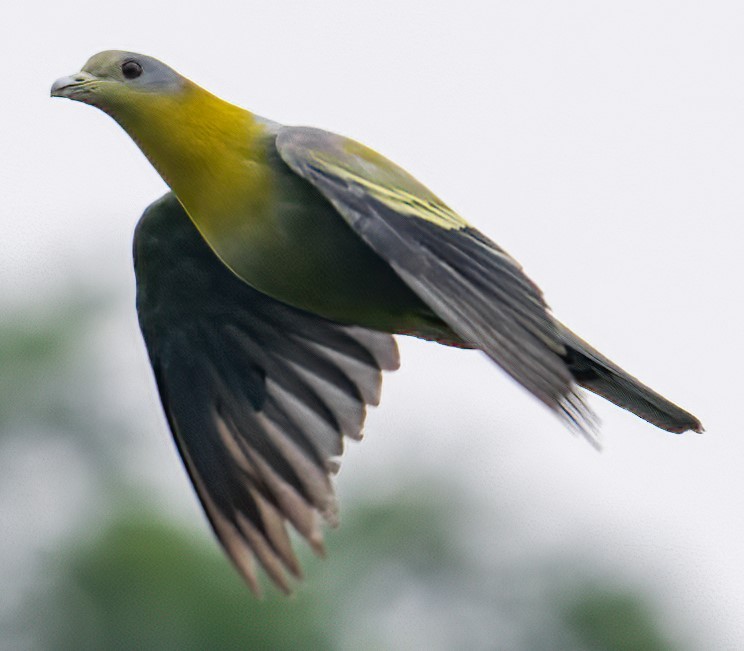 Yellow-footed Green-Pigeon - ML620883439