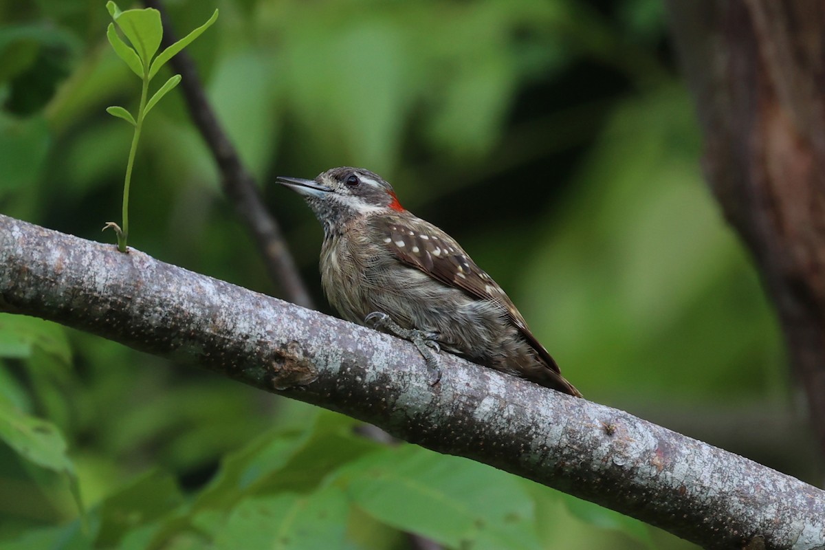 Sulawesi Pygmy Woodpecker - ML620883440