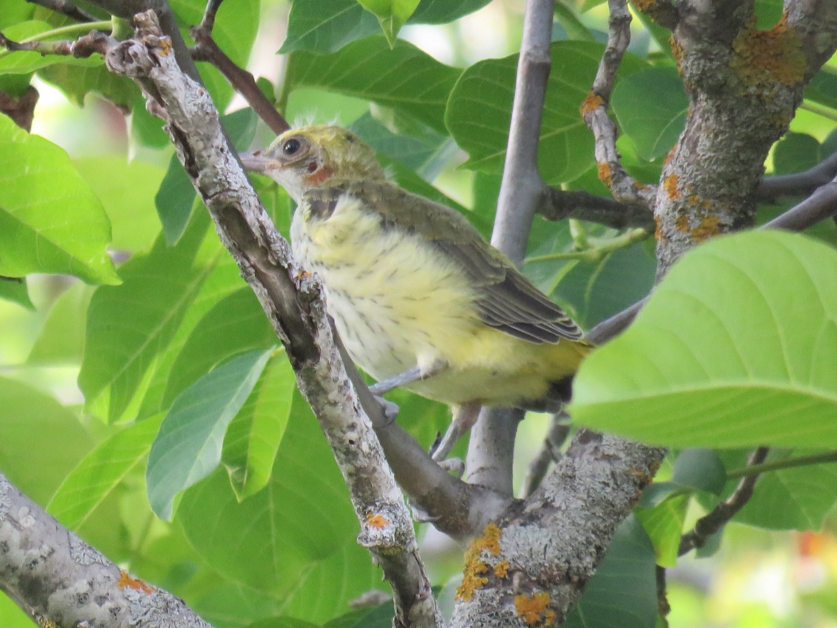 Eurasian Golden Oriole - ML620883451