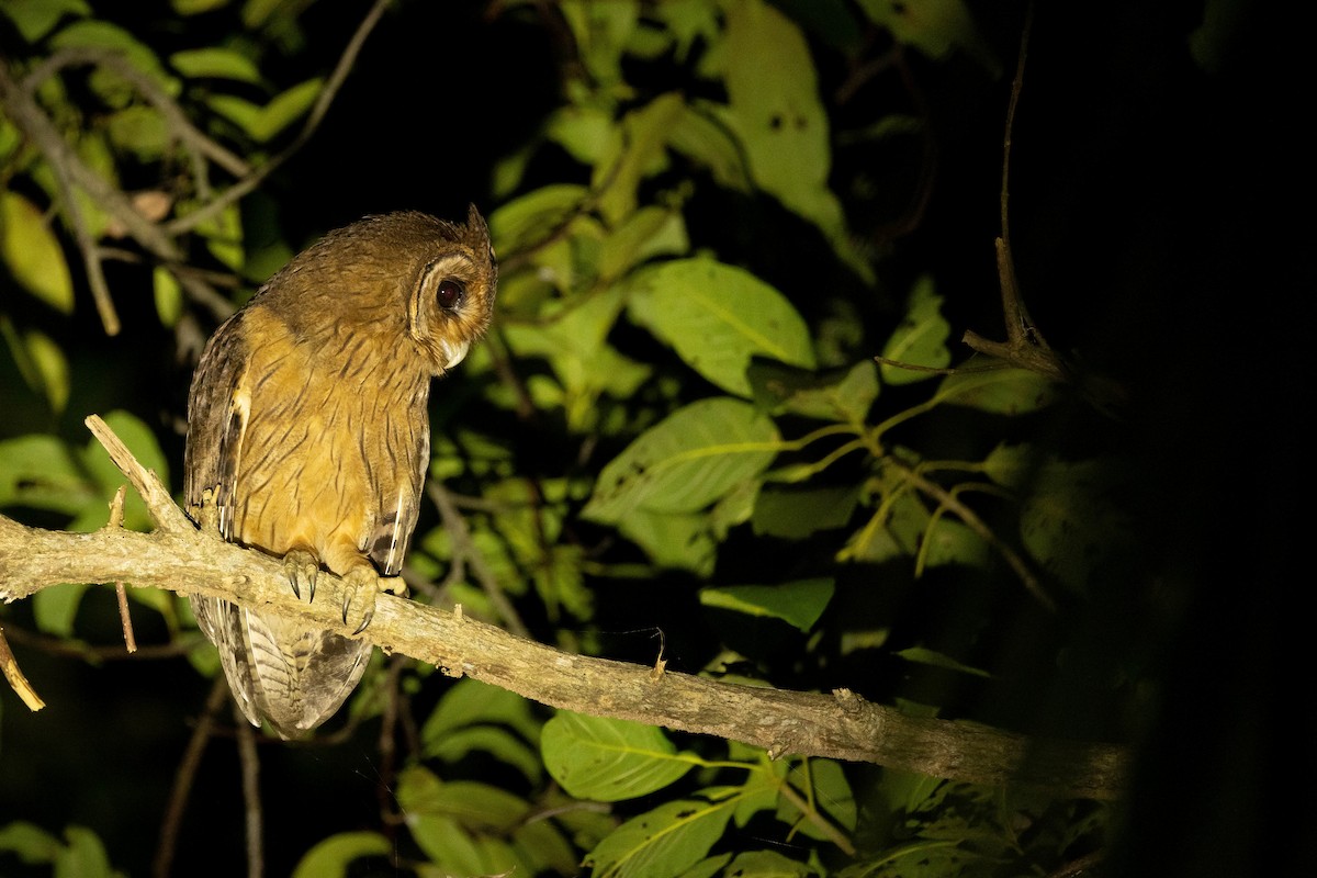 Hibou de Jamaïque - ML620883454