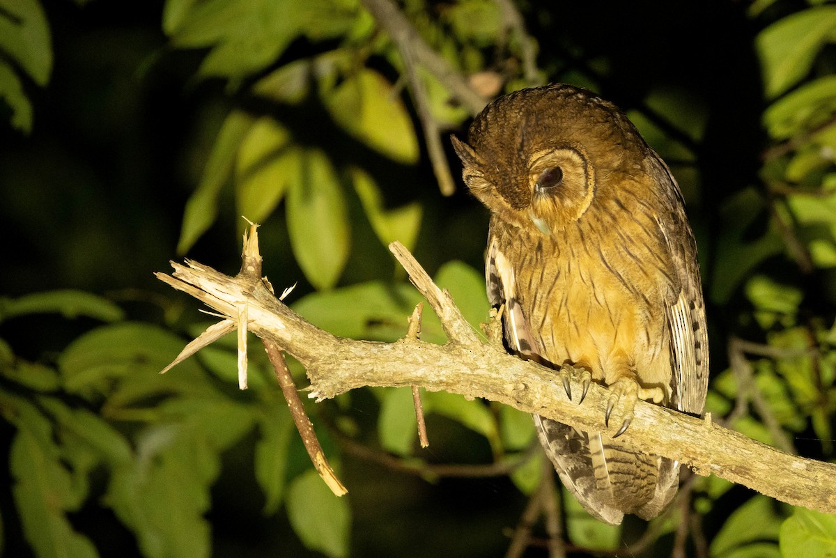 Jamaican Owl - Doug Gochfeld