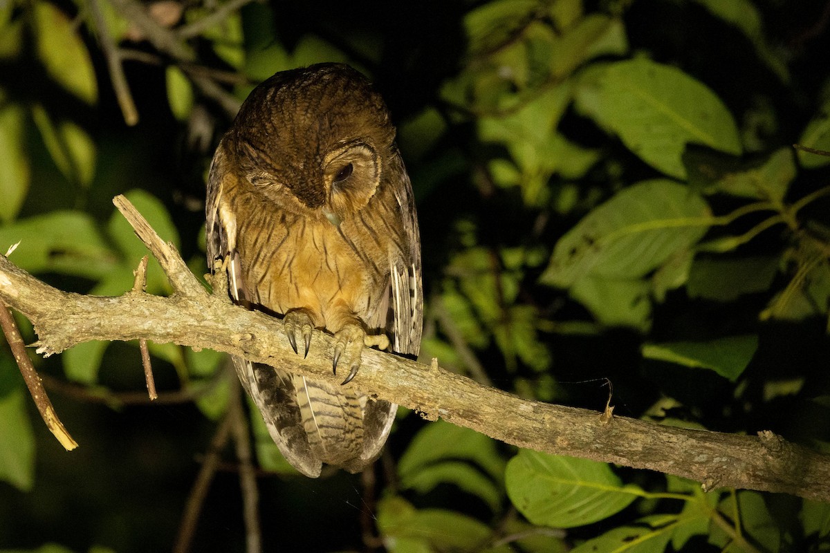 Jamaican Owl - ML620883456