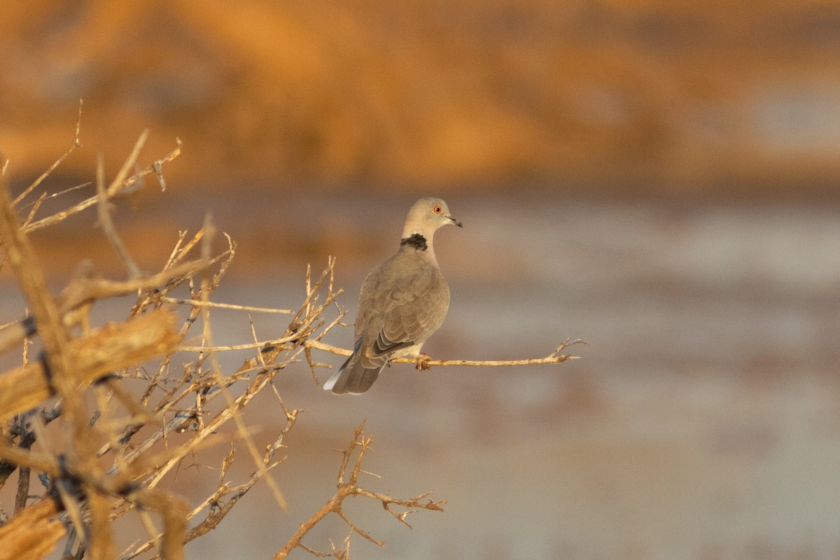 Mourning Collared-Dove - ML620883457