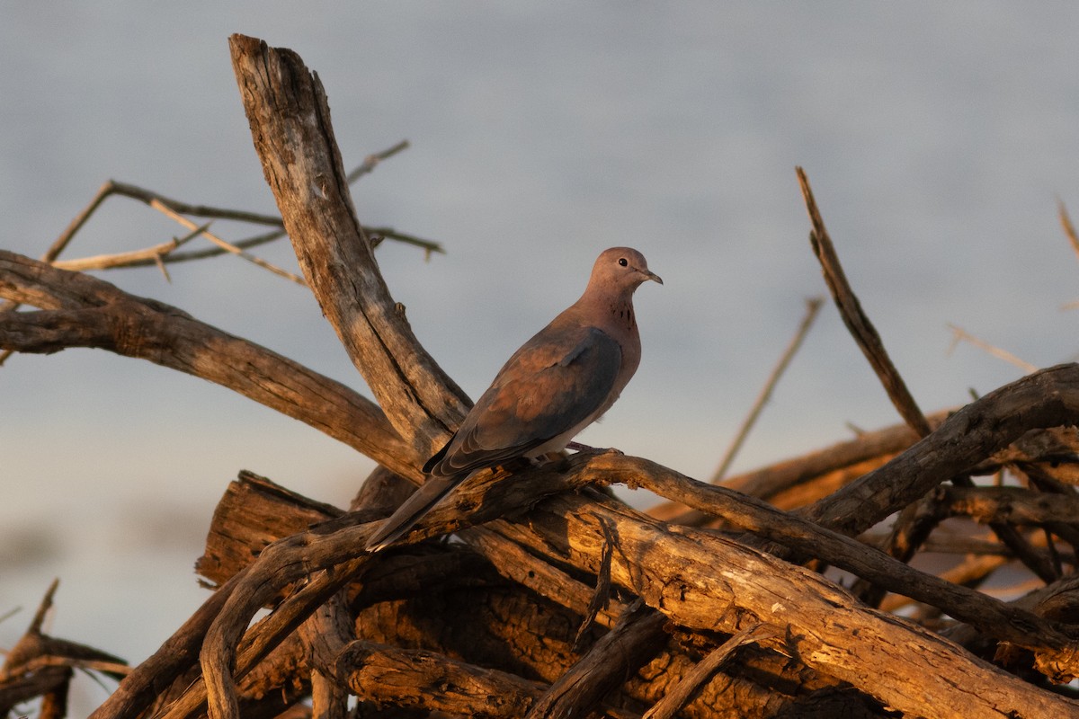 Laughing Dove - ML620883459