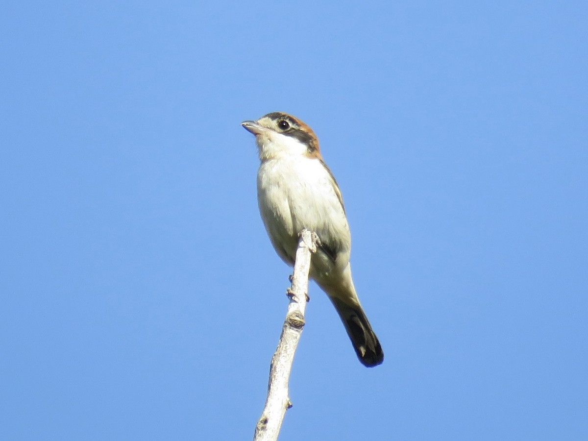 Woodchat Shrike - ML620883461