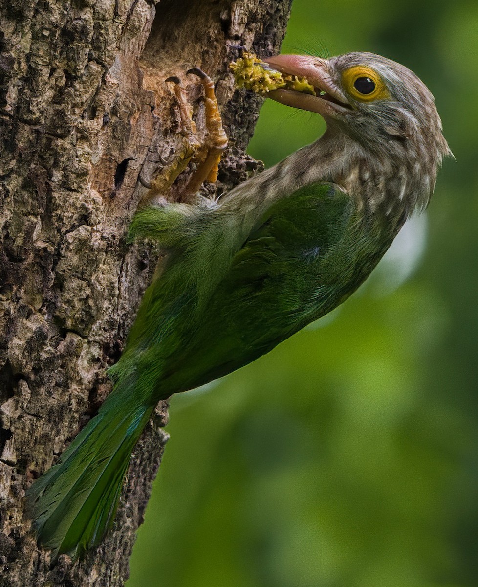 Lineated Barbet - Rahul Baidya