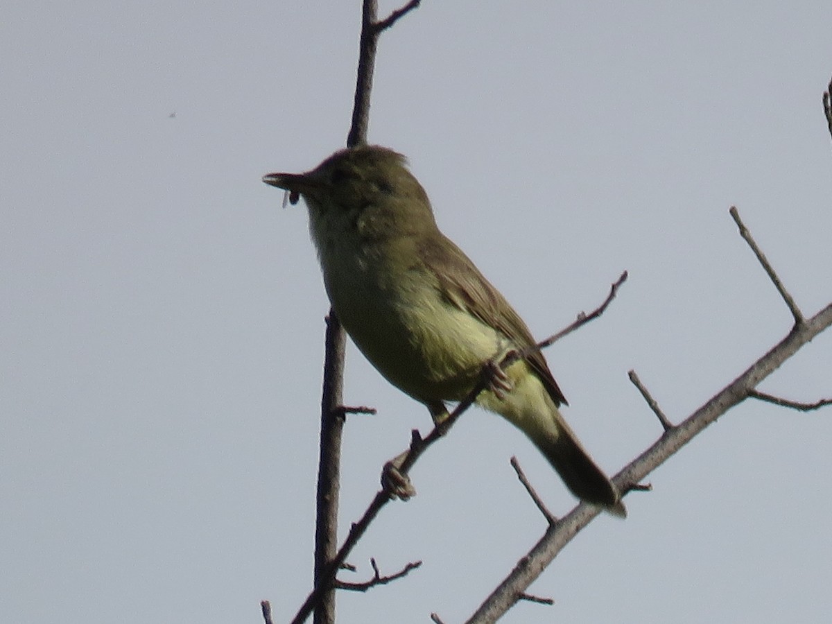 Melodious Warbler - ML620883465