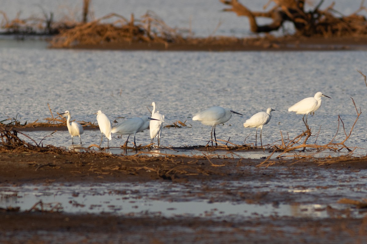 Little Egret - ML620883469