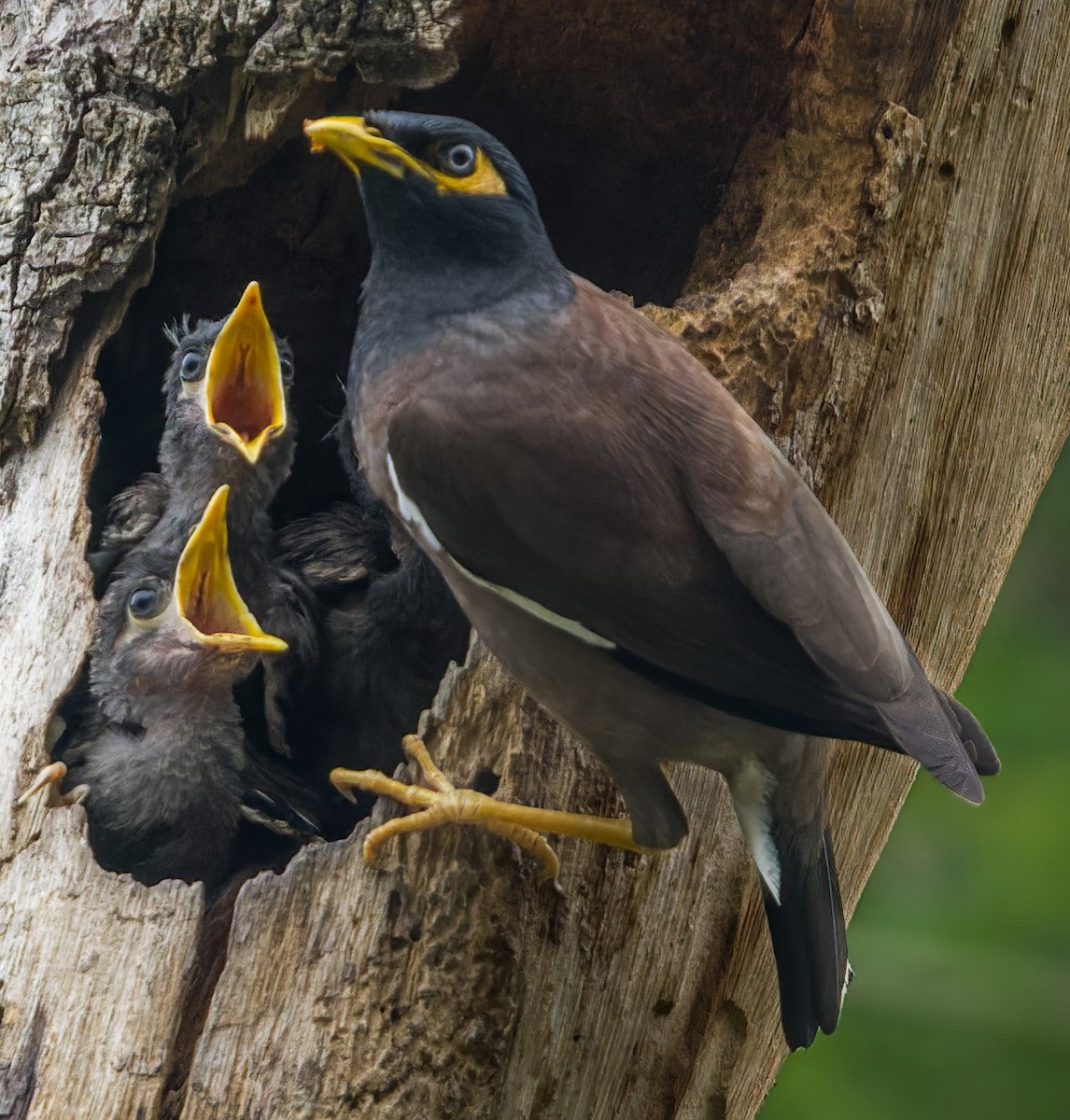 Common Myna - ML620883472