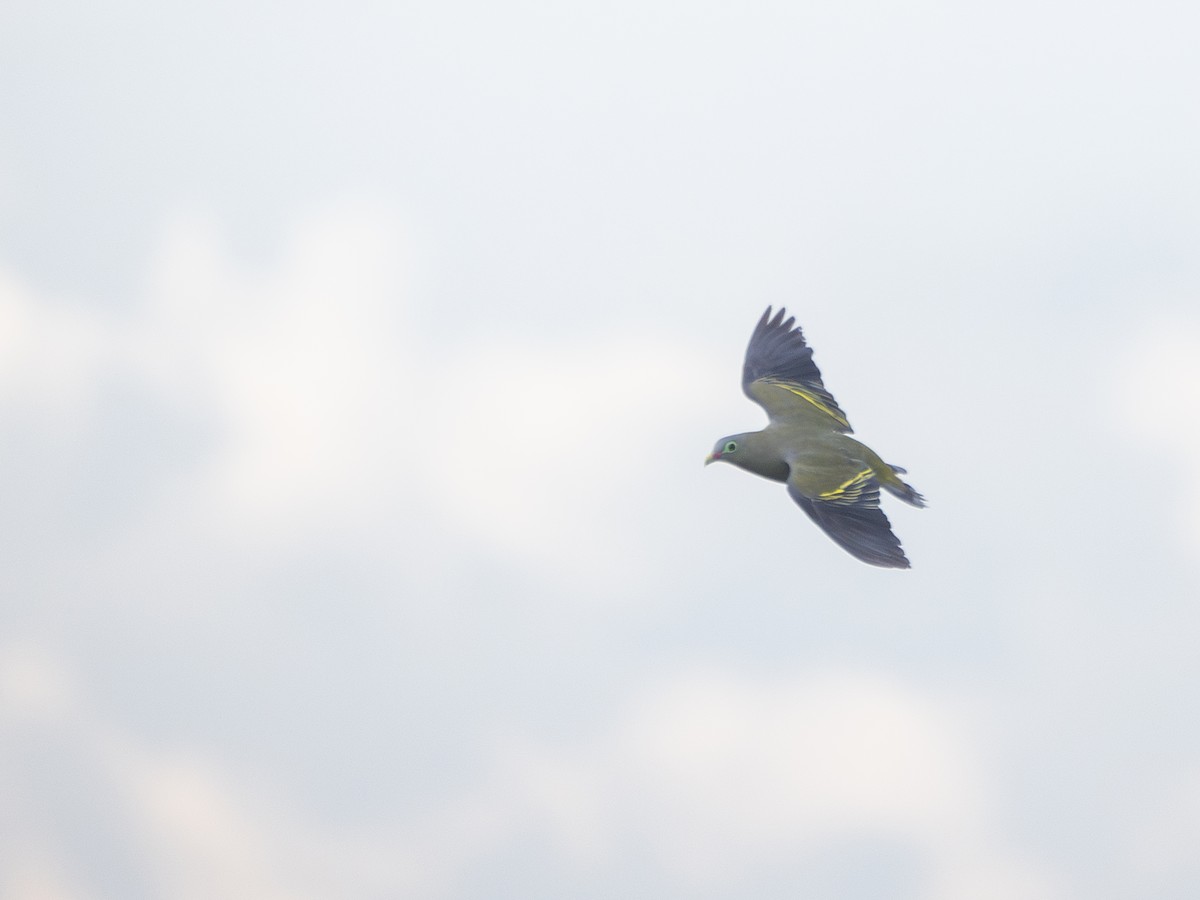 Thick-billed Green-Pigeon - ML620883481