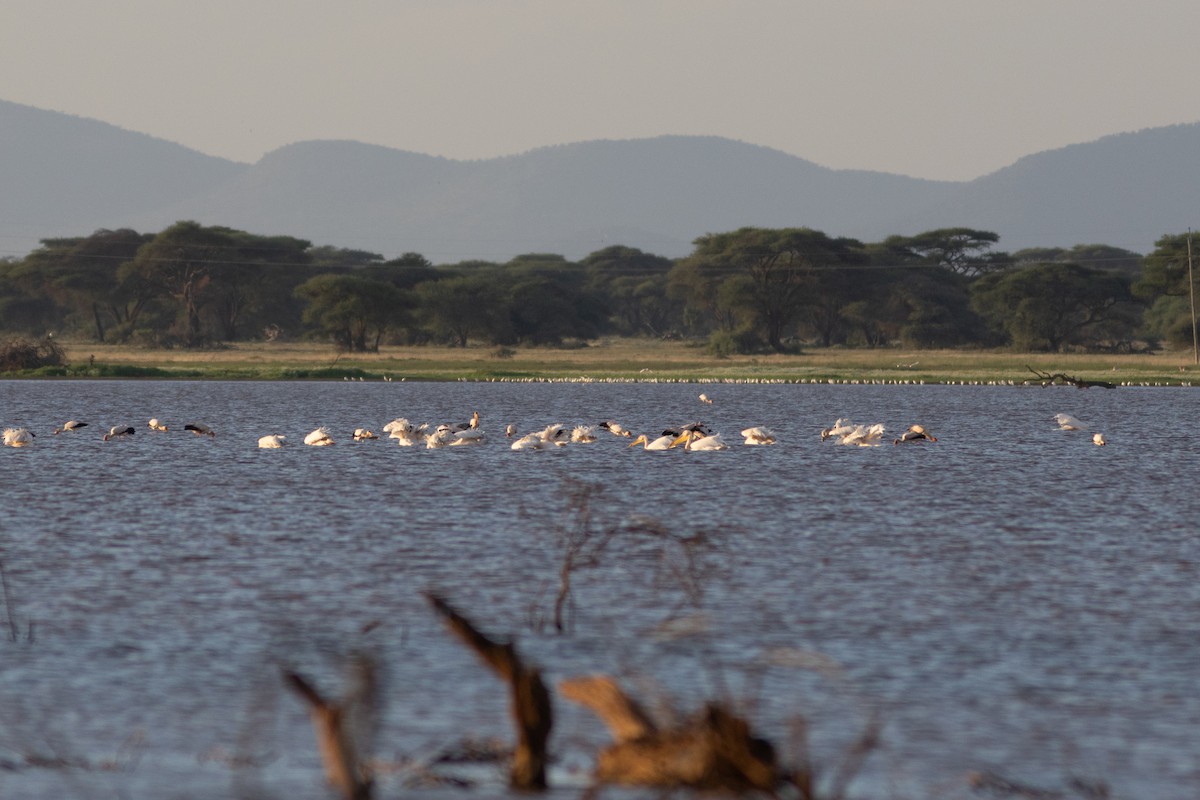 Great White Pelican - ML620883488