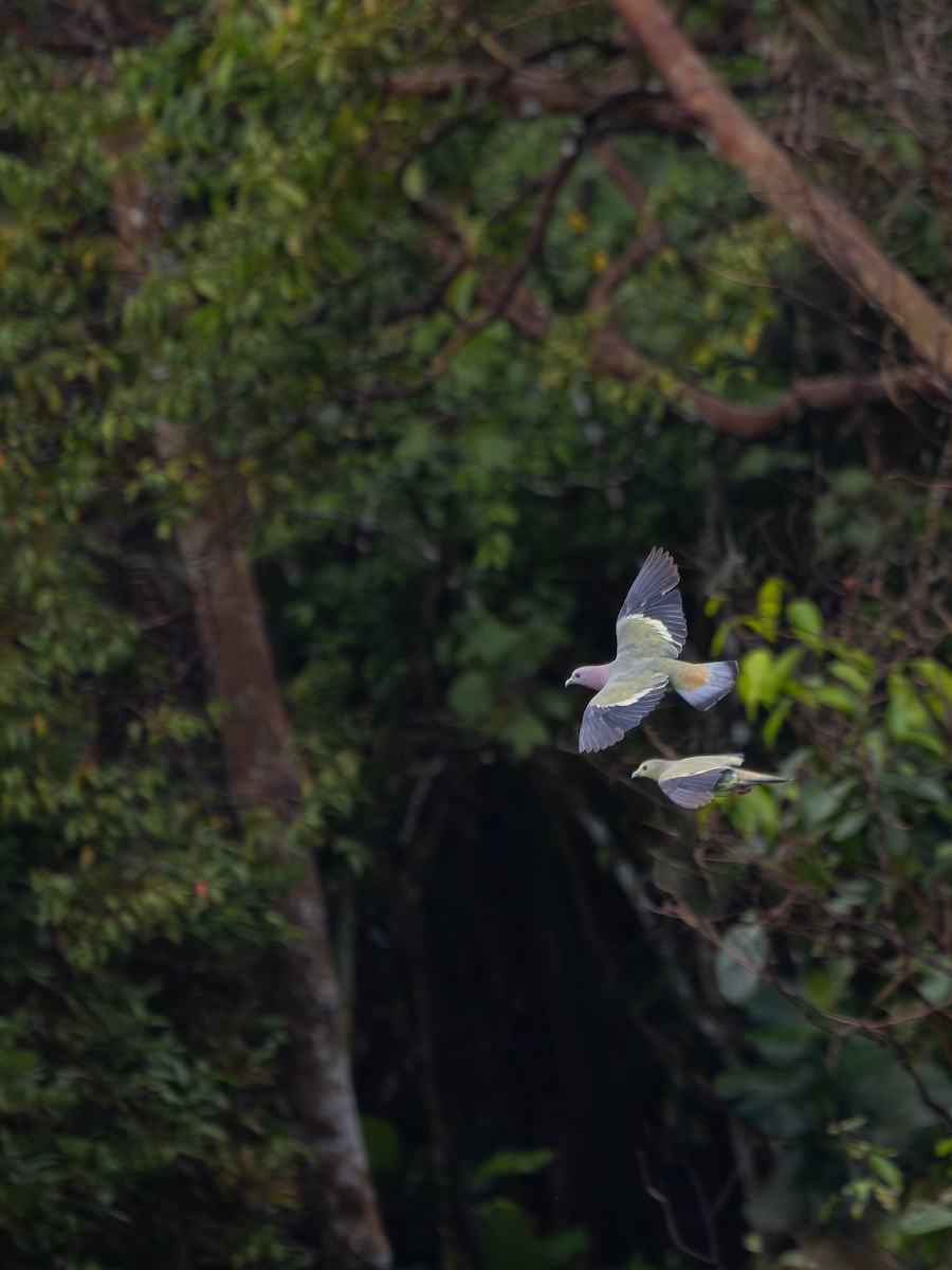 Pink-necked Green-Pigeon - ML620883489