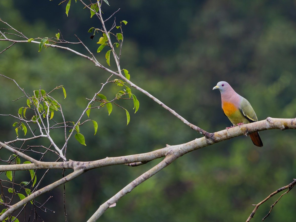 Pink-necked Green-Pigeon - ML620883490