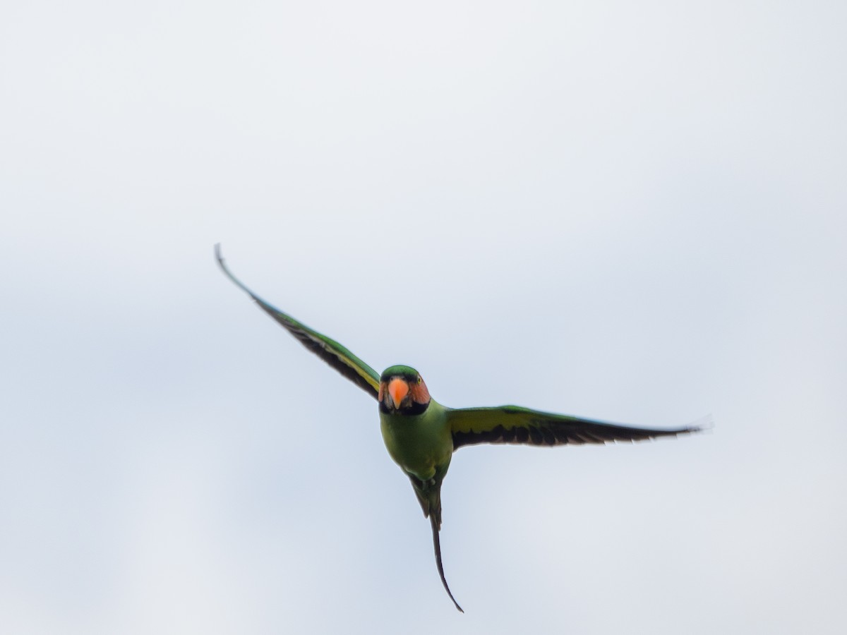 Long-tailed Parakeet - Jayden Kang