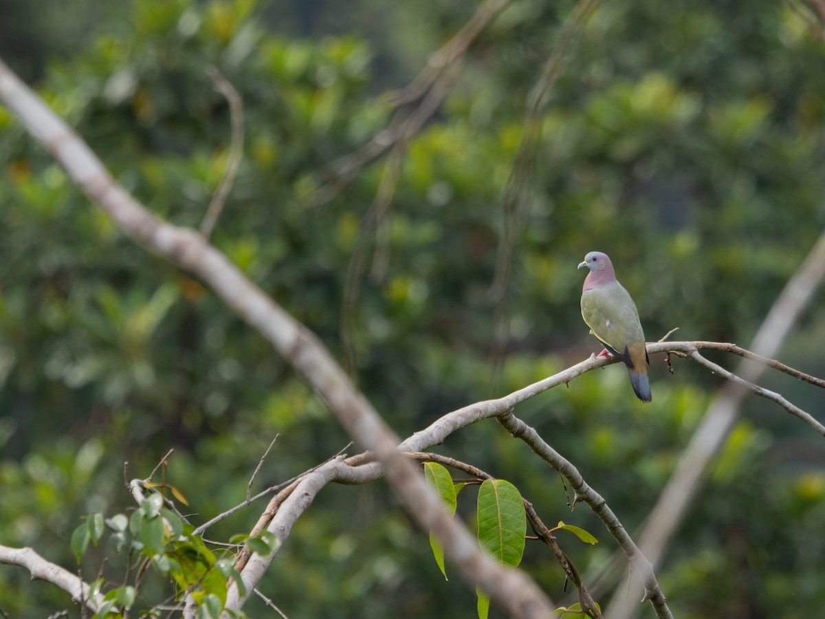 Pink-necked Green-Pigeon - ML620883497