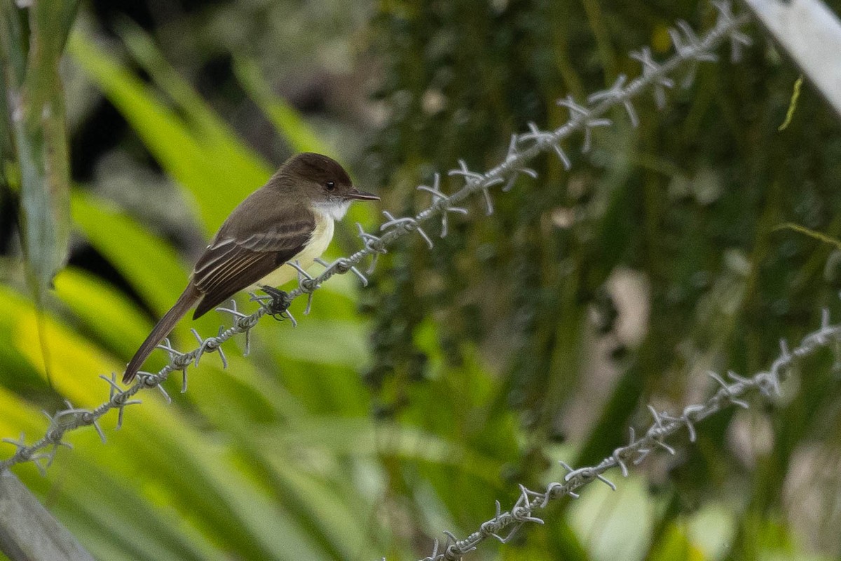 Sad Flycatcher - ML620883498