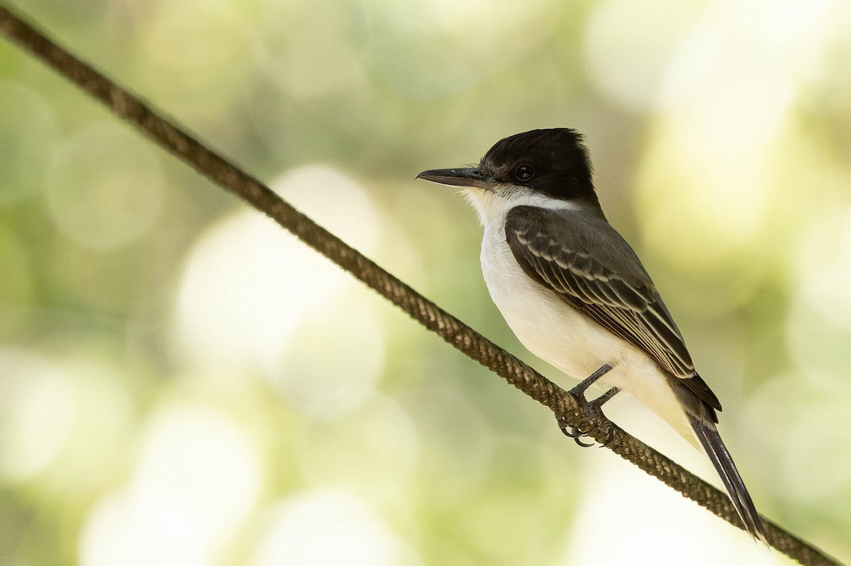 Loggerhead Kingbird (Loggerhead) - ML620883506