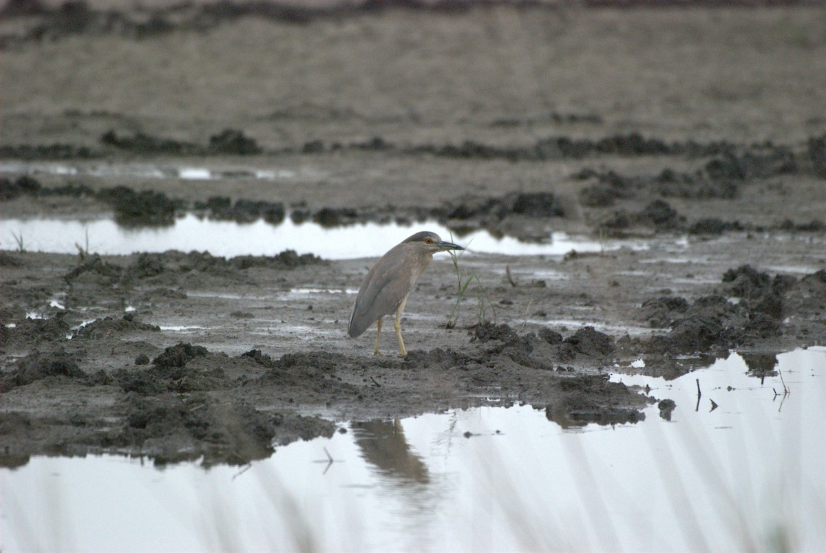 Black-crowned Night Heron - ML620883511