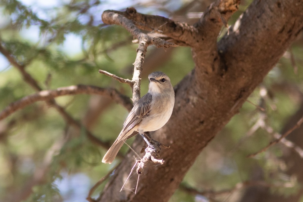 African Gray Flycatcher - ML620883517