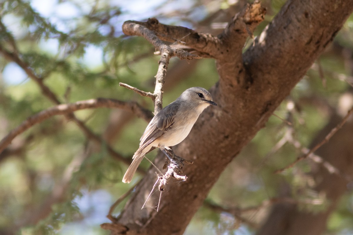 African Gray Flycatcher - ML620883518