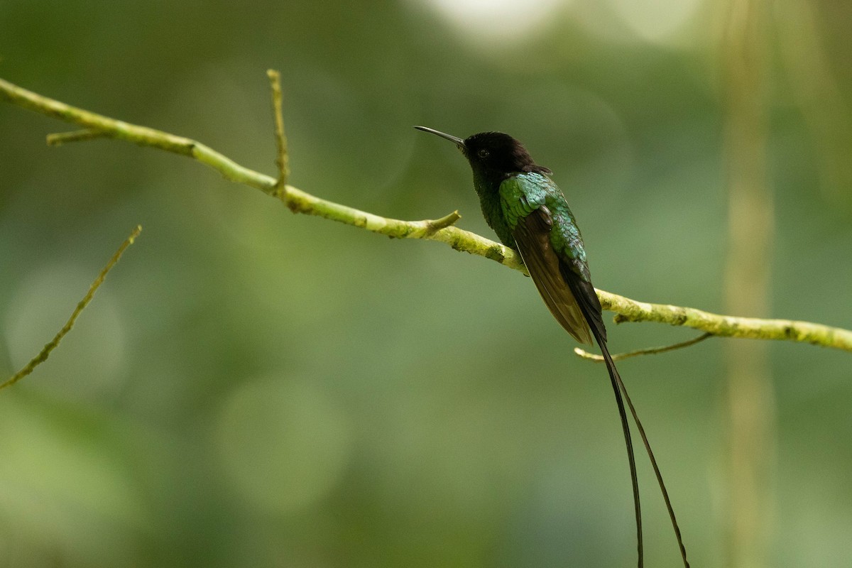 Black-billed Streamertail - ML620883526