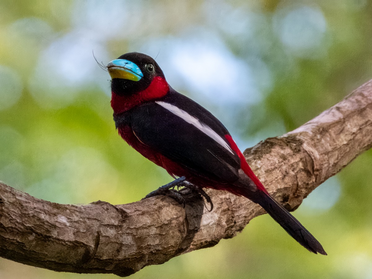 Black-and-red Broadbill (Black-and-red) - ML620883527