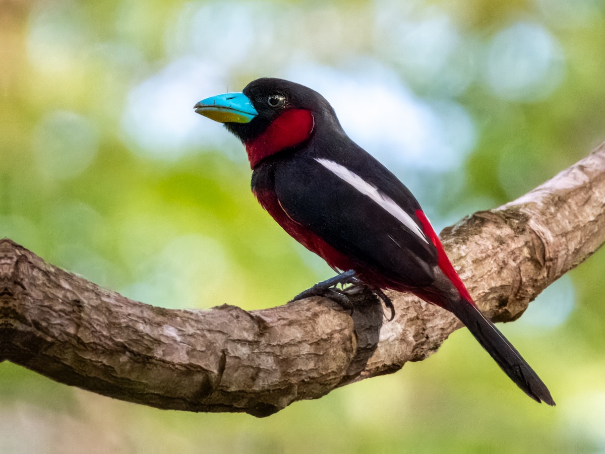 Black-and-red Broadbill (Black-and-red) - ML620883529