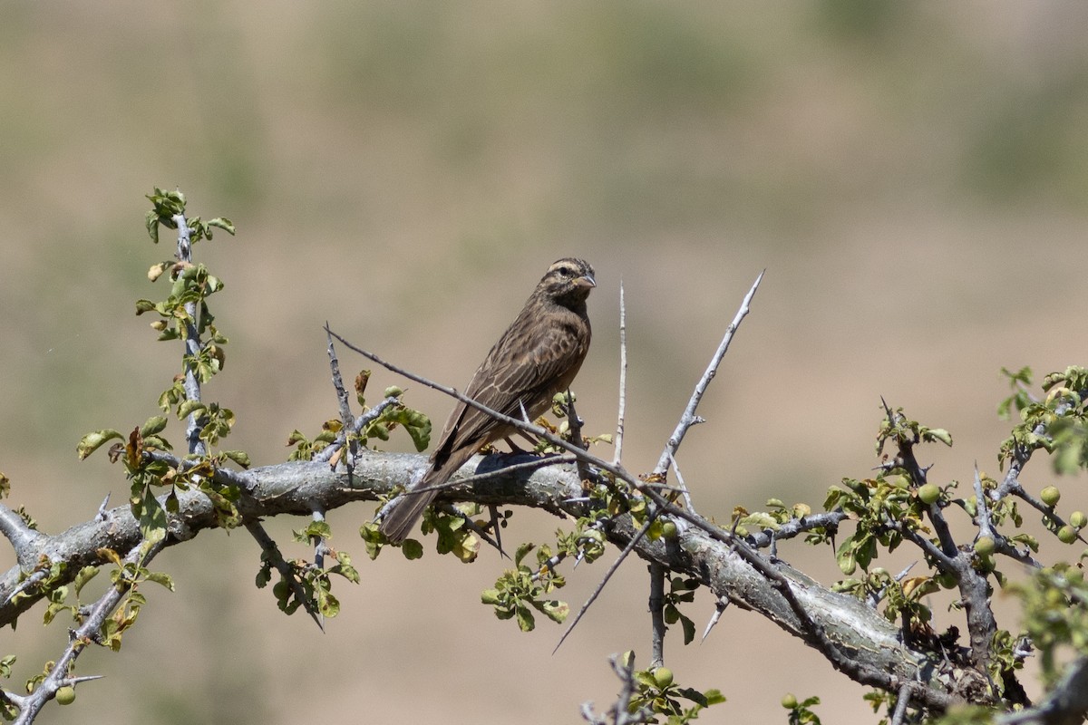 Cinnamon-breasted Bunting - ML620883533