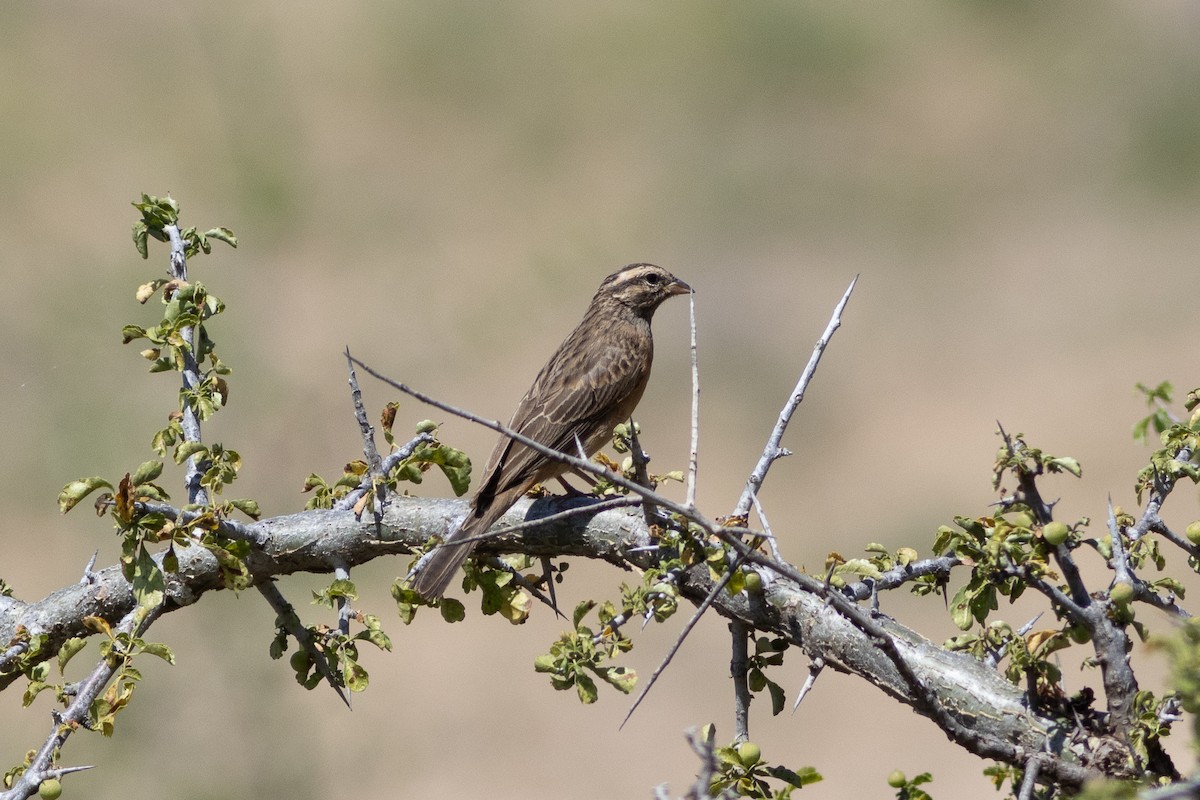 Cinnamon-breasted Bunting - ML620883534