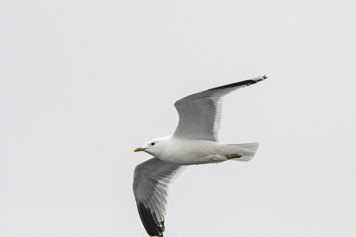 Common Gull - ML620883538