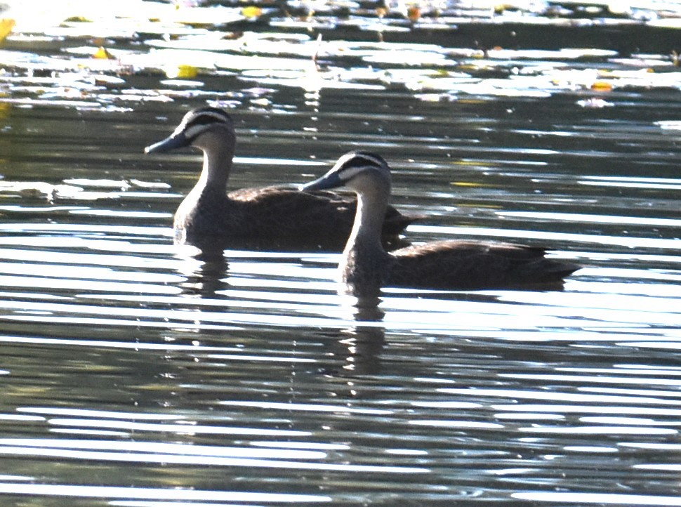 Canard à sourcils - ML620883543