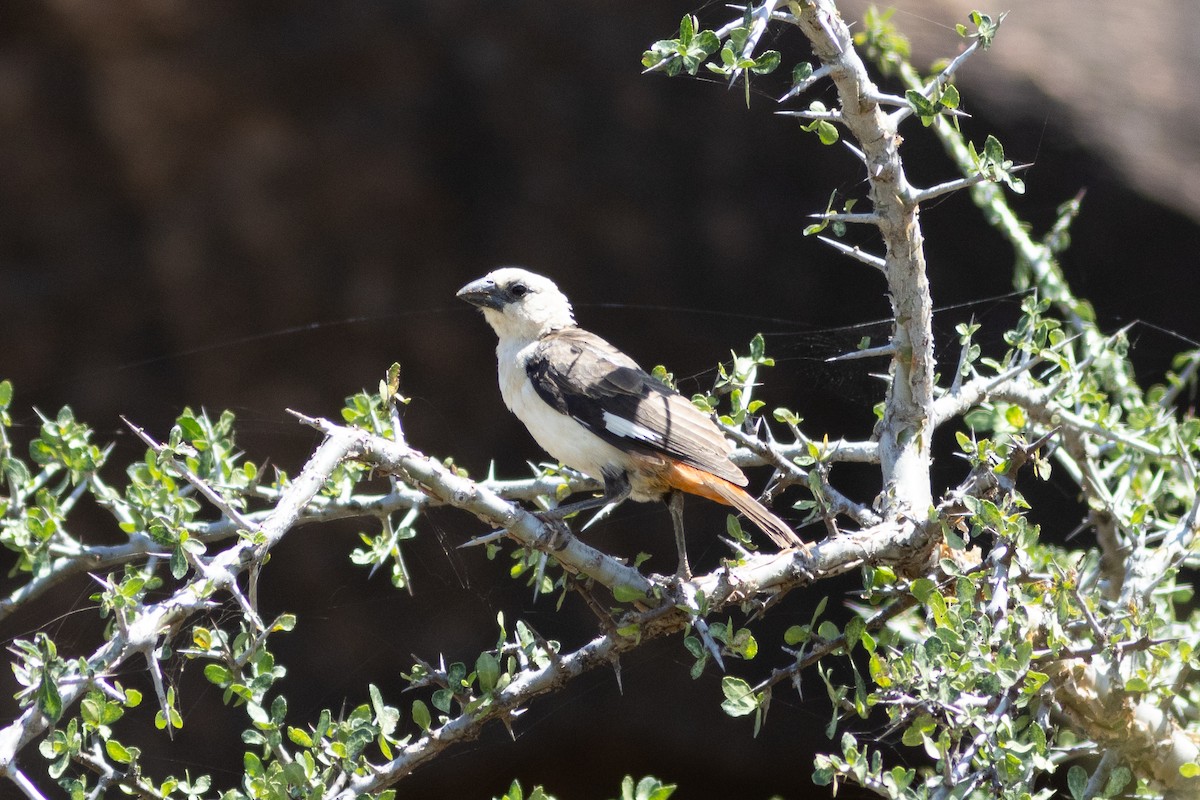 White-headed Buffalo-Weaver - ML620883544