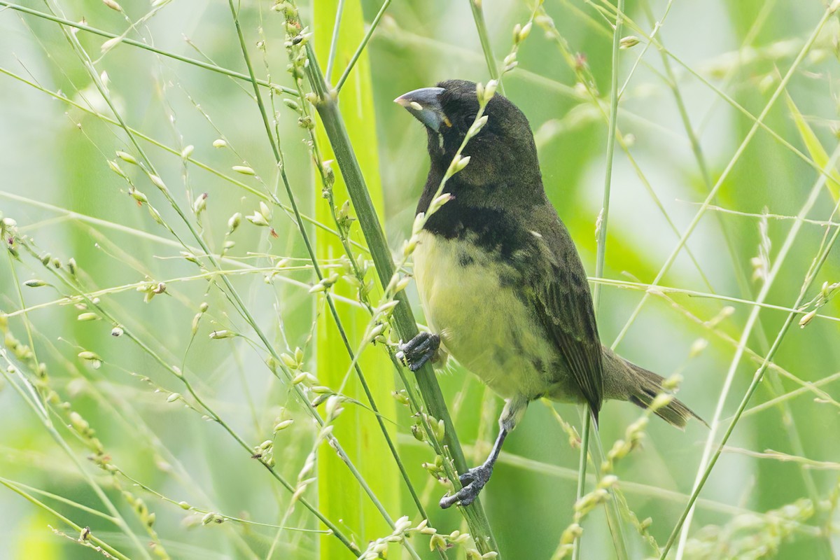 Yellow-bellied Seedeater - ML620883546
