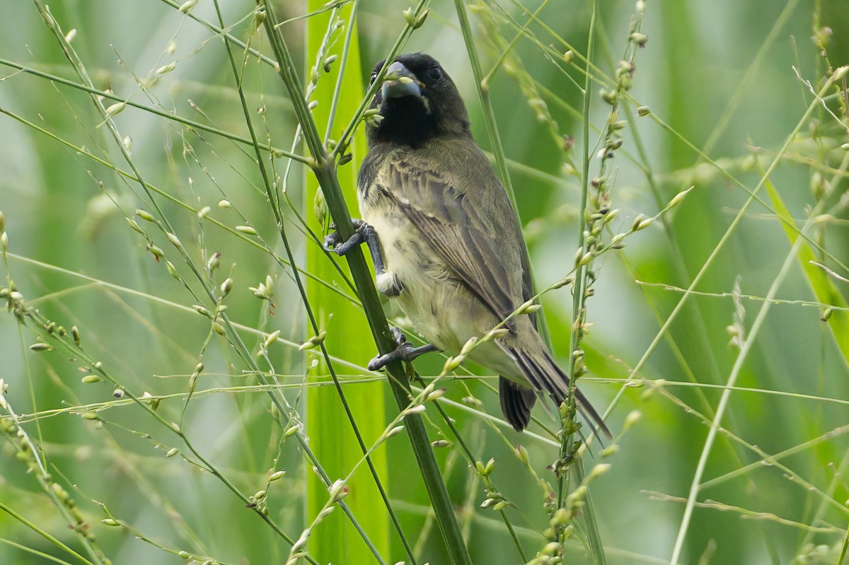Yellow-bellied Seedeater - ML620883548